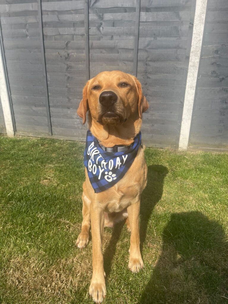 Our therapy dog Gus turns one and returns to school!